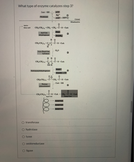 What type of enzyme catalyzes step 3? Co-SH ATP Mgr. AMP + 2HPO! Cyt Michi Active CH-CH-CH-CH, -8-CaA AICA PAD der FADH, CH,C