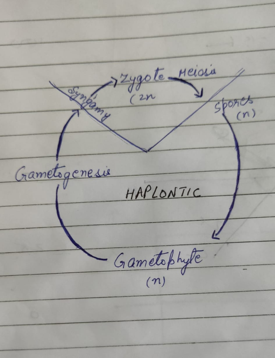 - Zygote Meiosis yngomy (an v Spores (n) Gametogenesis HAPLONTIC -Gametophyte (n)