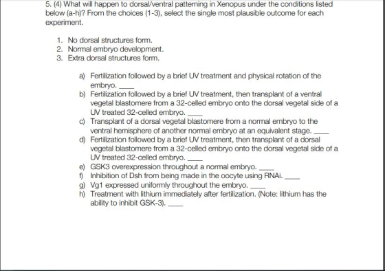 5. (4) What will happen to dorsal/ventral patterning in Xenopus under the conditions listed below (a-h)? From the choices (1-3), select the single most plausible outcome for each experiment 1. No dorsal structures form. 2. Normal embryo development 3. Extra dorsal structures form a) Fertilization followed by a brief UV treatment and physical rotation of the embryo Fertilization followed by a brief UV treatment, then transplant of a ventral vegetal blastomere from a 32-celled embryo onto the dorsal vegetal side of a UV treated 32-celled embryo Transplant of a dorsal vegetal blastomere from a normal embryo to the ventral hemisphere of another normal embryo at an equivalent stage Fertilization followed by a brief UV treatment, then transplant of a dorsal vegetal blastomere from a 32-celled embryo onto the dorsal vegetal side of a UV treated 32-celled embryo b) c) d) e) GSK3 overexpression throughout a normal embryo. f) Inhibition of Dsh from being made in the oocyte using RNAi g) Vg1 expressed uniformly throughout the embryo h) Treatment with lithium immediately after fertilization. (Note: lithium has the ability to inhibit GSK-3)