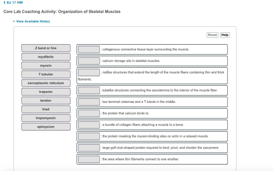 ?Ex 17HW Core Lab Coaching Activity: Organization of Skeletal Muscles View Available Hint(s) Reset Help Z band or line myofibrils myosin T tubules sarcoplasmic reticulum troponin collagenous connective tissue layer surrounding the muscle. calcium storage site in skeletal muscles. rodlike structures that extend the length of the muscle fibers containing thin and thick filaments tubelike structures connecting the sarcolemma to the interior of the muscle fiber tendon : two terminal cisternae and a T tubule in the middle. triad tropomyosin epimysium the protein that calcium binds to. a bundle of collagen fibers attaching a muscle to a bone. the protein masking the myosin-binding sites on actin in a relaxed muscle large golf-club-shaped protein required to bind, pivot, and shorten the sarcomere. : the area where thin filaments connect to one another.