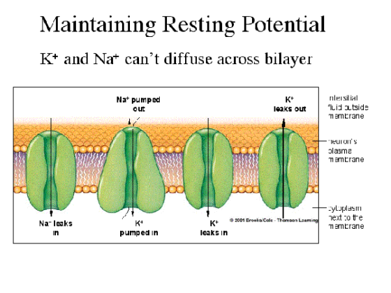 Maintaining Resting Potential K+ and Nat cant diffuse across bilayer Nat pumped out K+ leaks out nler silial Fluid otside me