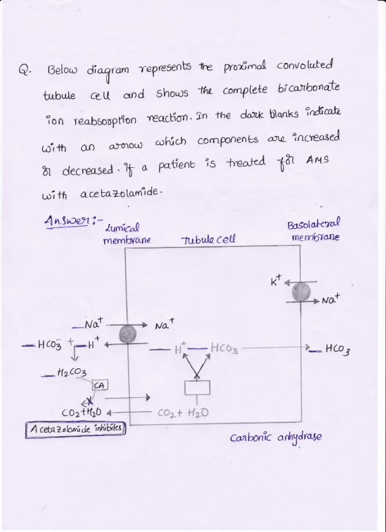 Q Belov diagram represents he proximal convoluted tubule ceu and Shows tha complete bicarbonate ion reabsoapfon reactiơn , în the dark blanks lndi ate it an ao cohúch components are ncreased l decreased. i a patient is treated AnS with aceta 2olamide umical membYane Basolatcyal membiane Tubwe Cell Na Na. HCo 3 一れ2COg co2t H2O A ceta 2 olomi de inhibites Canbonic anhydrase