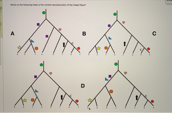 UDP Which of the following trees is the correct reconstruction of the Clade Race?
