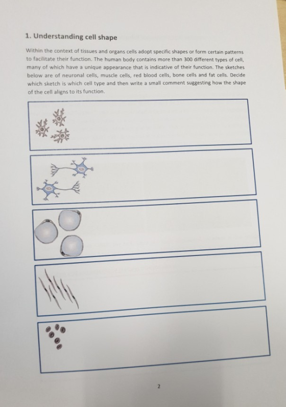 1. Understanding cell shape Within the context of tissues and organs cells adopt specific shapes or form certain patterns to