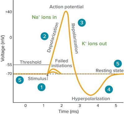 Action potential Nations in Voltage (mv) Depolarization Repolarization Kions out Threshold Failed initiations Resting state 5