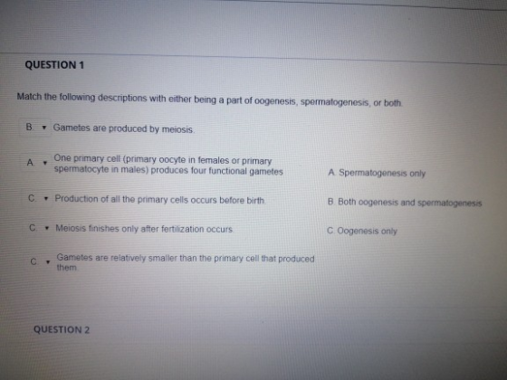 QUESTION 1 Match the following descriptions with either being a part of oogenesis, spermatogenesis, or both B Gametes are pro