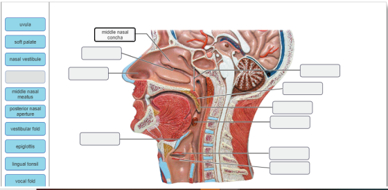 uvula middle nasal concha soft palate nasal vestibule middle nasal meatus posterior nasal aperture vestibular fold epiglottis