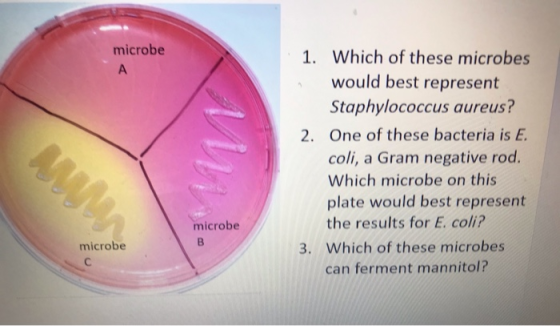 microbe A 1. Which of these microbes would best represent Staphylococcus aureus? One of these bacteria is E. coli, a Gram neg