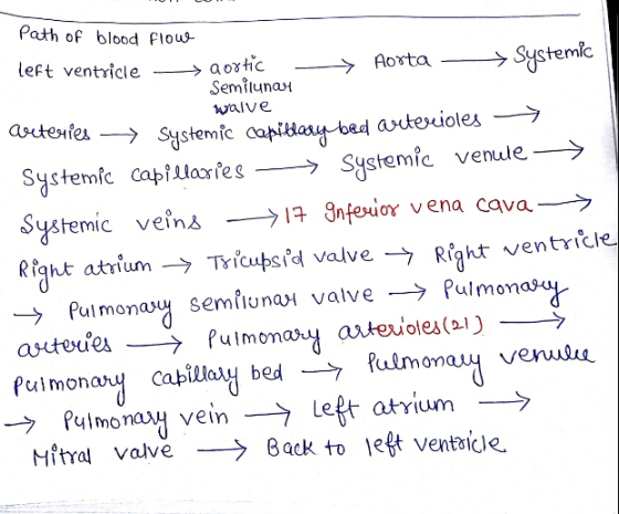 Path of blood flowe left ventricle — aortic - > Aorta - Systemic Semilunast walve arteries → Systemic capillary bed arteriole