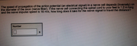 The speed of propagation of the action potential (an electrical signal) in a nerve cell dep the diameter of the axon (nerve iber) if the nerve and the nerve impulse speed tion of the action potential fan electrical signal) in a nerve cell depends (inversely) orn cell connecting the spinal cord to your feet is 1.2m long is 16 m/s, how long does it take for the nerve signal to travel the distance? Number
