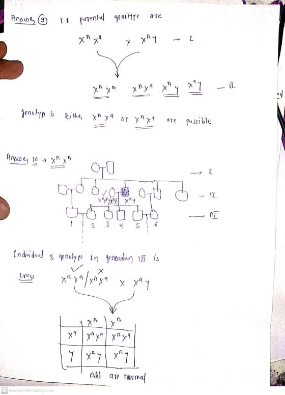 Anows G are it parental genotype хң х4 » С х ху хх хүч х х* - 1. genotype is ke, xx п бү үAx4 4те possible Anowe 10 AXA та о