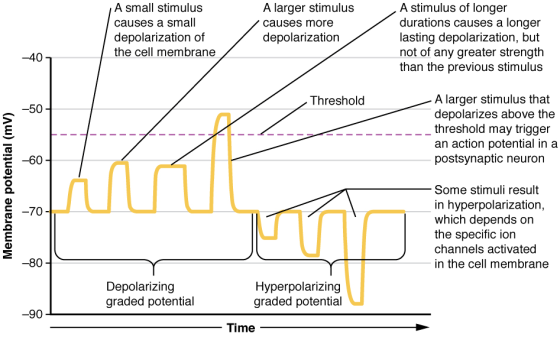 A small stimulus causes a small depolarization of the cell membrane A larger stimulus causes more depolarization A stimulus o