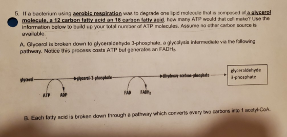 5. If a bacterium using aerobic respiration was to degrade one lipid molecule that is composed of a glycerol molecule, a 12 c