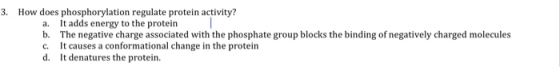 3. How does phosphorylation regulate protein activity? a. It adds energy to the protein b. The negative charge associated wit