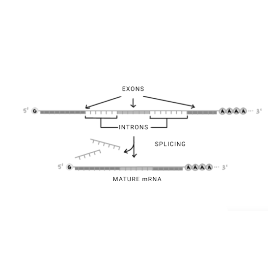 EXONS 5 G AAAA.34 -INTRONS SPLICING I AAAA 3 MATURE mRNA