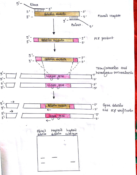 dlalaton moduds. Plaomed template 3 datrtion mo peR producl dalation mod et gene en daletion 5 and eg vsujcaton on mo pla» delihn