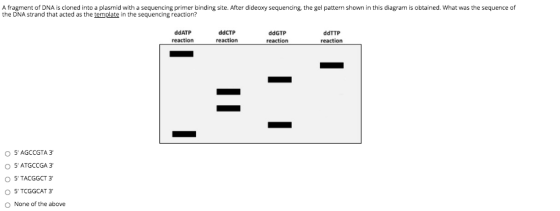 A fragment of DNA is cloned into a plasmid with a sequencing primer binding site. After dideoxy sequencing the gel pattern sh