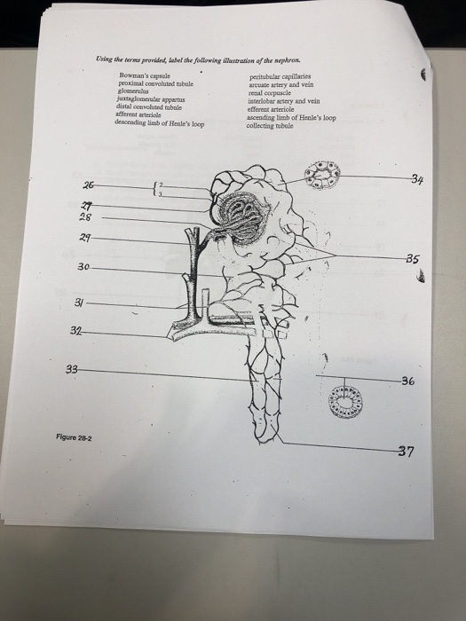 Using the termas provided, label the following Mastrasion of the nephron peritubular capilaries arcuate artery and vein renal corpuscle interlobar artery and vein efferent artericle ascending timb of Henles loop collecting tbule Bowmans capsale proximal coavoluted tubule juxtaglomeular appartus distal conveluted tubale afferent arteriole descending limb of Henles loop 34 26 28 27 30 3/ 32- -36 Figure 28-2 37