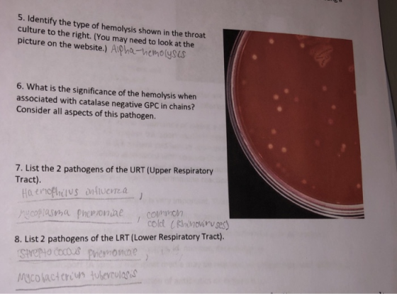 5. Identify the type of hemolysis shown in the throat culture to the right. (You may need to look at the picture on the websi