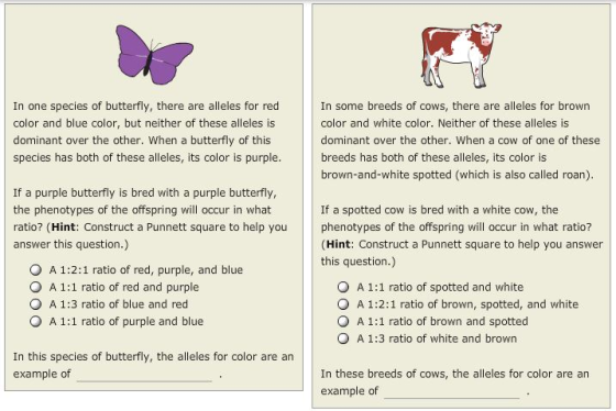 In one species of butterfly, there are alleles for red color and blue color, but neither of these alleles is dominant over the other. When a butterfly of this species has both of these alleles, its color is purple In some breeds of cows, there are alleles for brown color and white color. Neither of these alleles is dominant over the other. When a cow of one of these breeds has both of these alleles, its color is brown-and-white spotted (which is also called roan) If a purple butterfly is bred with a purple butterfly, the phenotypes of the offspring will occur in what ratio? (Hint: Construct a Punnett square to help you answer this question.) If a spotted cow is bred with a white cow, the phenotypes of the offspring will occur in what ratio? (Hint: Construct a Punnett square to help you answer this question.) O A 1:2:1 ratio of red, purple, and blue O A 1:1 ratio of red and purple O A 1:1 ratio of spotted and white O A 1:2:1 ratio of brown, spotted, and white A 1:3 ratio of blue and red O A 1:1 ratio of purple and blue A 1:1 ratio of brown and spotted O A 1:3 ratio of white and brown In this species of butterfly, the alleles for color are an example of In these breeds of cows, the alleles for color are an example of