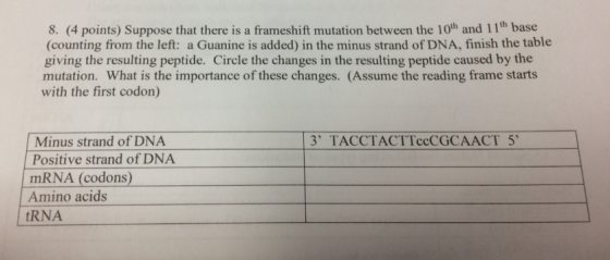 8. (4 points) Suppose that there is a frameshift mutation between the 10th and 11th base (counting from the left: a Guanine is added) in the minus strand of DNA, finish the table giving the resulting peptide. Circle the changes in the resulting peptide caused by the mutation. What is the importance of these changes. (Assume the reading frame starts with the first codon) Minus strand of DNA 3 TACC TACTTccCGCAACT 5 Positive strand of DNA. mRNA (codons) Amino acids tRNA