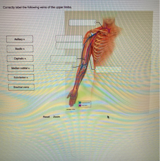 Correctly label the following veins of the upper limbs. Axillary v. Basilic v. Cephalic v. Median cubital v. Subclavian v. Br