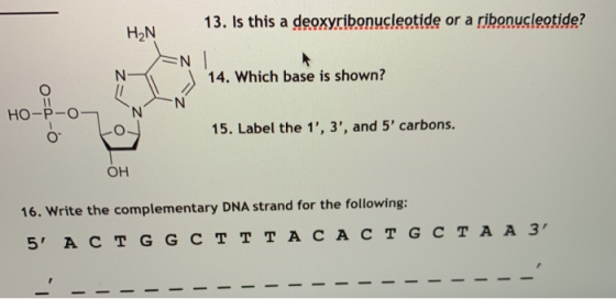 13. Is this a deoxyribonucleotide or a ribonucleotide? H2N NI 14. Which base is shown? HO-P-O 15. Label the 1, 3, and 5 ca