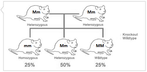 Mm Mm Heterozygous Heterozygous Knockout Wildtype mm Mm MM Homozygous Heterozygous 50% Wildtype 25% 25%