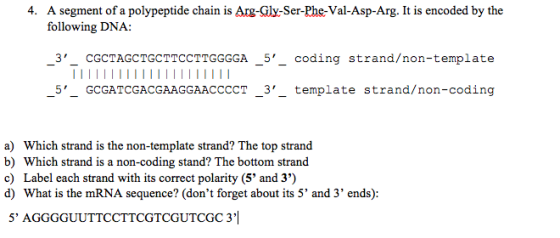 4. A segment of a polypeptide chain is Arg-Gly-Ser-Phe-Val-Asp-Arg. It is encoded by the following DNA: _3_ CGCTAGCTGCTTCCTT