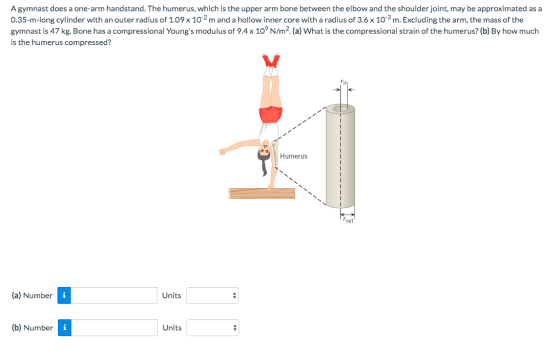 A gymnast does a one-arm handstand. The humerus, which is the upper arm bone between the elbow and the shoulder joint, may be