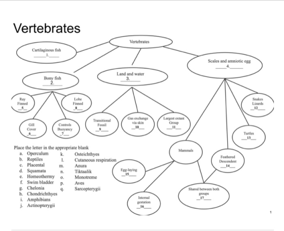 Vertebrates Vertebrates Cartilaginous fish Scales and amniotic egg Land and water Bony fish Finned Finned Transitional Fossil
