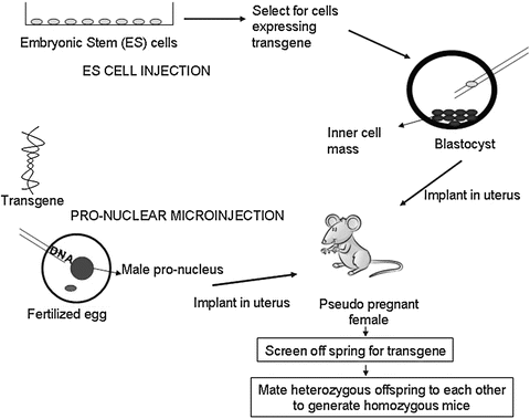 Select for cells expressing transgene Embryonic Stem (ES) cells ES CELL INJECTION Inner cell mass Blastocyst tools Implant in