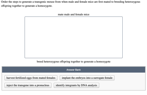 Order the steps to generate a transgenic mouse from when male and female mice are first mated to breeding heterozygous offspr