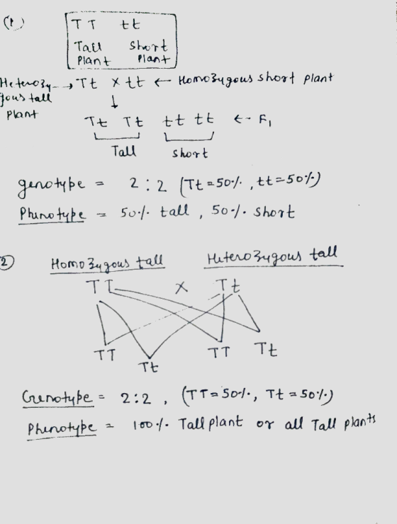 ITT tt | Tau start 1 Plant Plant Tt xttt Homozygous short plant Heterozy your tall plant Tt Tt ttttt-fi - Tall short genotype