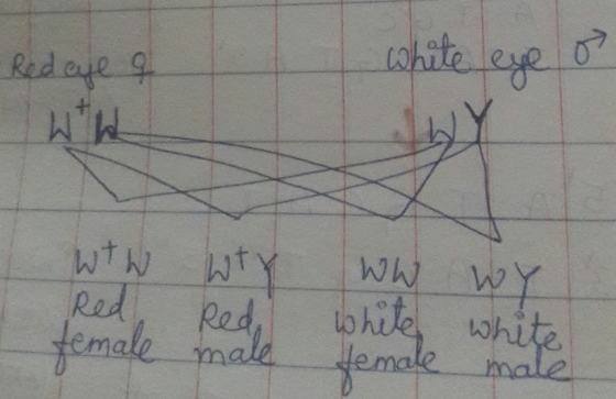 -Redeye a white eye o I WTW wty Red female Red WW WY white white female male male