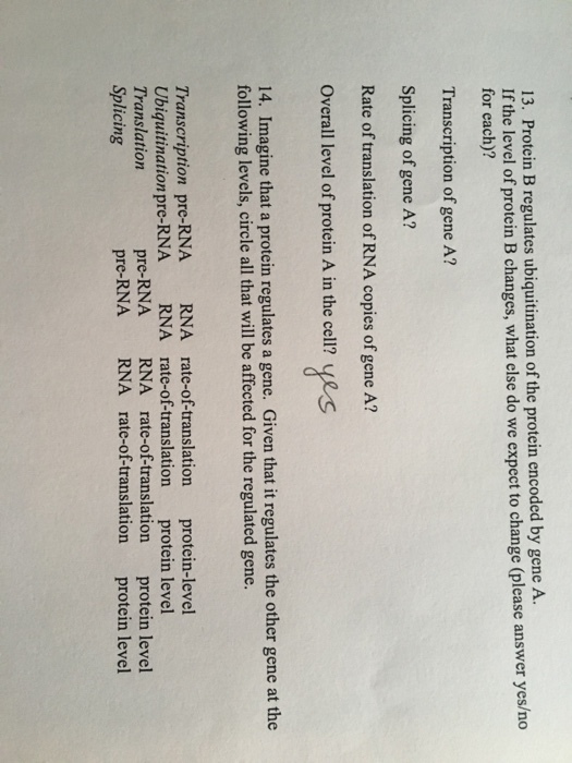13. Protein B regulates ubiquitination of the protein encoded by gene A If the level of protein B changes, what else do we expect to change (please answer yes/no for each)? Transcription of gene A? Splicing of gene A? Rate of translation of RNA copies of gene A? Overall level of protein A in the cell? yes 14. Imagine that a protein regulates a gene. Given that it regulates the other gene at the following levels, circle all that will be affected for the regulated gene. Transcription pre-RNA RNA rate-of-translation protein-level Ubiquitination pre-RNA RNA rate-of-translation protein level Translation Splicing pre-RNA RNA rate-of-translation protein level pre-RNA RNA rate-of-translation protein level