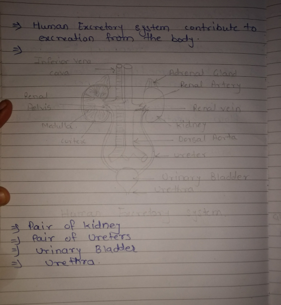 > Human Excretory system contribute to excreation from the body. Inferior vena . Adrenal Gland Renal Artery Renal pelvis - Re