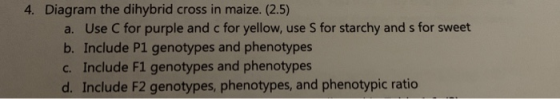 4. Diagram the dihybrid cross in maize. (2.5) a. Use C for purple and c for yellow, use S for starchy and s for sweet b. Incl