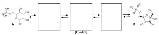 Фо. HO HO НО но - = ОН Но, A ОН B но но. [Enediol]