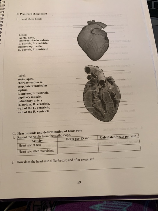 B. Preserved sheep heart 1. Label sheep heart: Label: Aorta, apex, interventricular sulcus L. auricle, L. ventricle, pulmonar