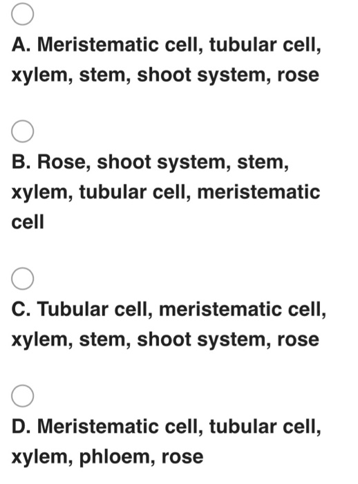 A. Meristematic cell, tubular cell, xylem, stem, shoot system, rose B. Rose, shoot system, stem, xylem, tubular cell, meriste
