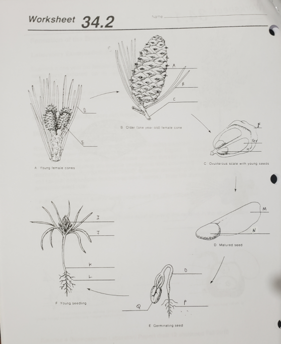 Worksheet 34.2 B Older (one year old female cone C Ovuliferous scale with young seeds A Young lemale cones HIP D Matured seed