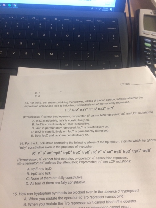 UT EID: D. 5 E. 6 13. For the E. coli strain containing the following alleles of the lac operon, expression of lacZ and lacY is inducible, constitutively on or permanently repressed. (erepressor; r cannot bind operator: osoperator, o cannot bind repressor, lac are LOF mutations) A. lacZ is inducible, lacY is constitutively on. B. lacZ is constitutively on, lacY is inducible. C. lacZ is permanently repressed, lacY is constitutively on. D. lacZ is constitutively on, lacY is permanently repressed. E. Both lacZ and lacY are constitutively on 14. For the E. coli strain containing the following alleles of the trp operon, indicate which trp genes fully constitutive even in the presence of tryptophan. cannot bind operator; o-operator, o (R=repressor, R att=attenuator; att. deletes the attenuator, P=promoter, t pare LOF mutations) cannot bind repressor, A. trpE and trpD B. trpC and trpB C. None of them are fully constitutive. D. All four of them are fully constitutive. 15. How can tryptophan synthesis be blocked even in the absence of tryptophan? A. When you mutate the operator so Trp repressor cannot bind. B. When you mutate the Trp repressor so it cannot bind to the operator nttenuation cannot occur
