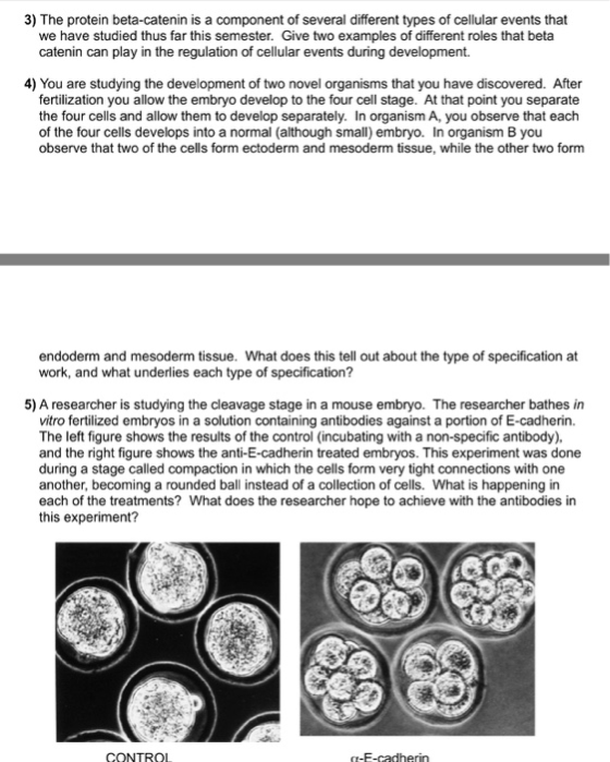 3) The protein beta-catenin is a component of several different types of cellular events that we have studied thus far this semester. Give two examples of different roles that beta catenin can play in the regulation of cellular events during development 4) You are studying the development of two novel organisms that you have discovered. After fertilization you allow the embryo develop to the four cell stage. At that point you separate the four cells and allow them to develop separately. In organism A, you observe that each of the four cells develops into a normal (although small) embryo. In organism B you observe that two of the cells form ectoderm and mesoderm tissue, while the other two form endoderm and mesoderm tissue. What does this tell out about the type of specification at work, and what underlies each type of specification? 5)A researcher is studvýing the dleavage stage in a mouse embnvo. The researcher bathes in vitro fertilized embryos in a solution containing antibodies against a portion of E-cadherin. The left figure shows the results of the control (incubating with a non-specific antibody). and the right figure shows the anti-E-cadherin treated embryos. This experiment was done during a stage called compaction in which the cells form very tight connections with one another, becoming a rounded ball instead of a collection of cells. What is happening in each of the treatments? What does the researcher hope to achieve with the antibodies in this experiment? CONTROL