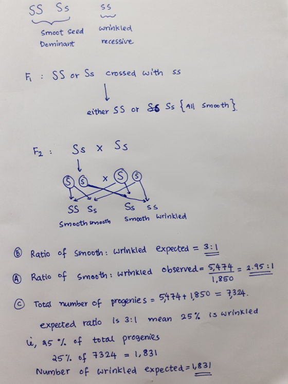 SS SS SS Smoot Seed Dominant wrinkled recessive i : SS or Ss crossed with ss either SS or SS ss {All smooth} F2: Ss x Ss SS S