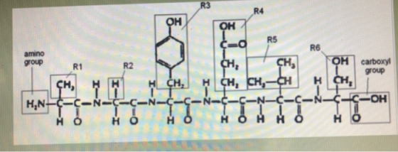 R3 R4 он он R5 R6 amino group OH carboxyl CH сн, R1 group н сн, н сн, н сн, сн, —CH H,N C OH N-C -N-C-C-N-C NICIC-N-C H O HOH