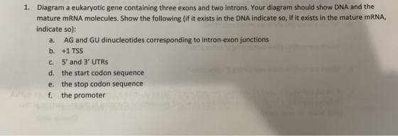 1. Diagram a eukaryotic gene containing three exons and two introns. Your diagram should show DNA and the mature mRNA molecul