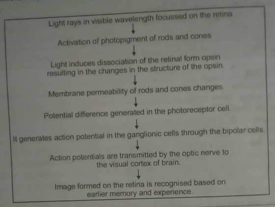 Light rays in visible wavelength focussed on the retina Activation of photopigment of rods and cones Light induces dissociati