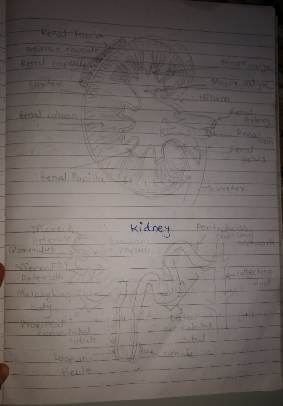 Renal fascia Adipos e ccapsule Renal capsule Minor calir Coriter Majo jor catur Renal column Renal - Artery Penal Penal والله