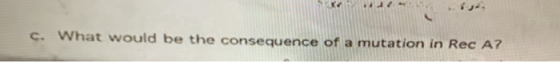 K2 c. What would be the consequence of a mutation in Rec A?